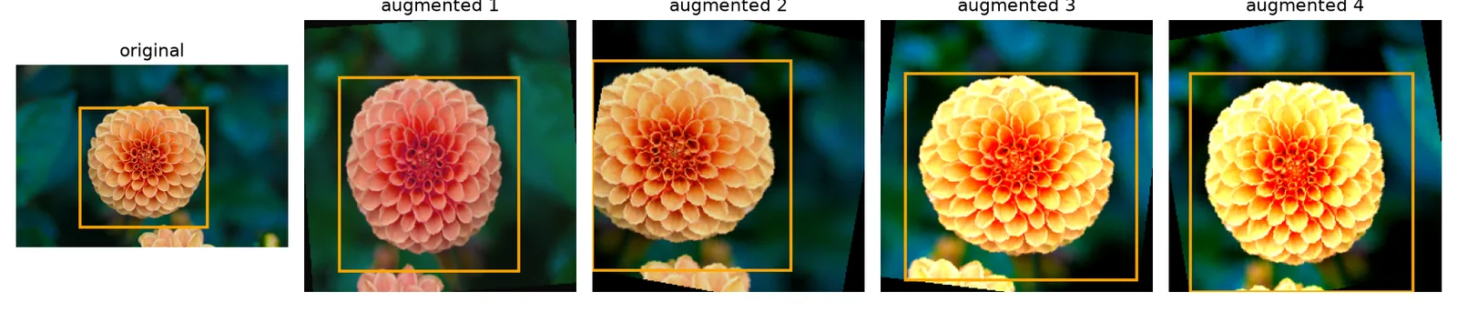 The scikit-learn flower sample photo with a box, followed by four randomly augmented versions where the box moves with the image